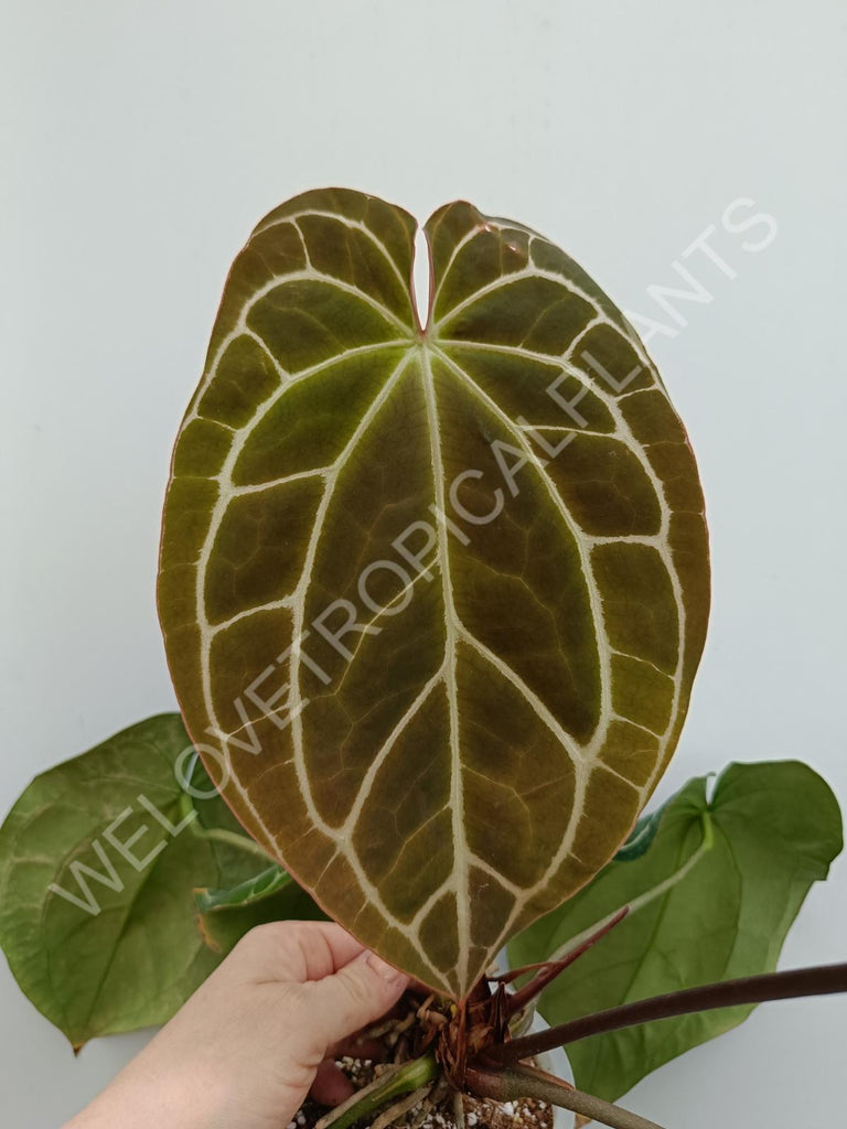 Anthurium crystallinum xxl