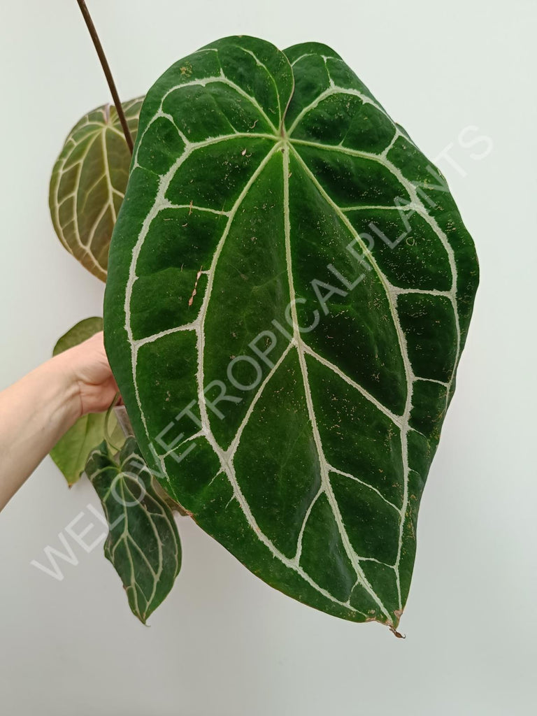 Anthurium crystallinum xxl