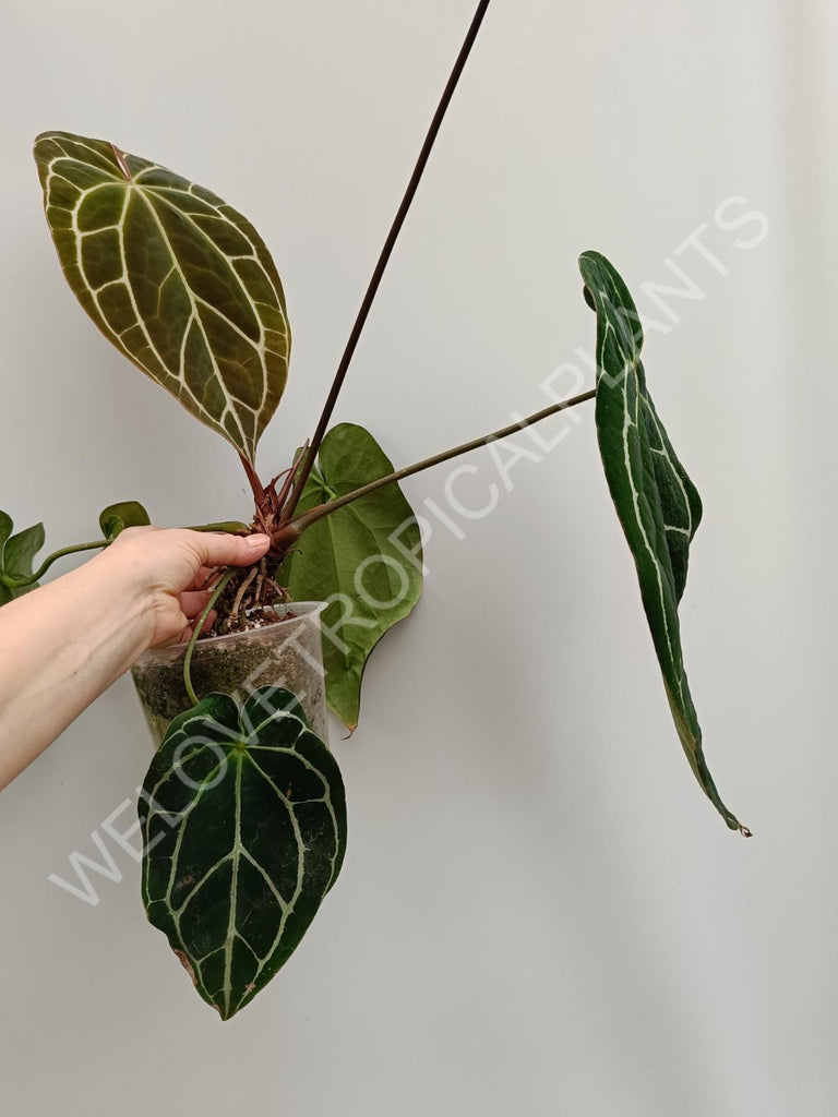 Anthurium crystallinum xxl