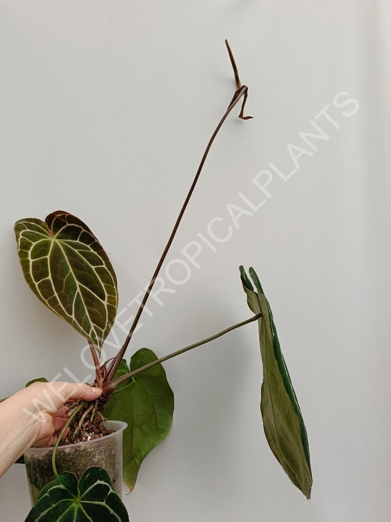 Anthurium crystallinum xxl