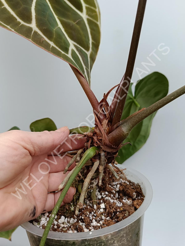 Anthurium crystallinum xxl