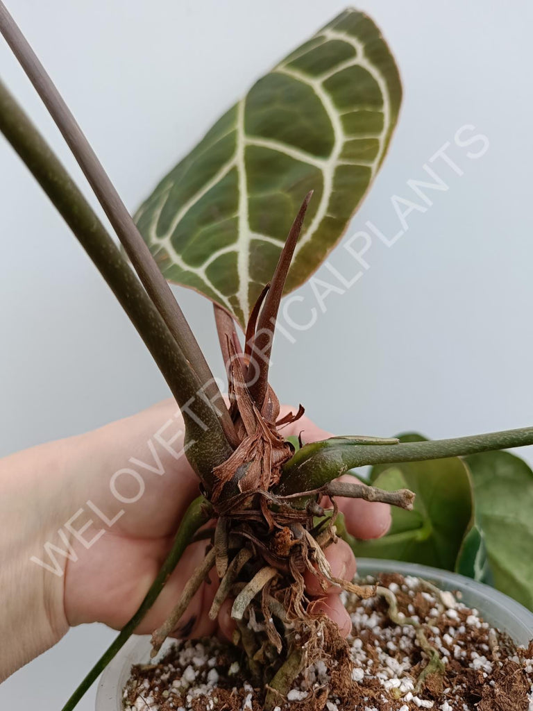 Anthurium crystallinum xxl