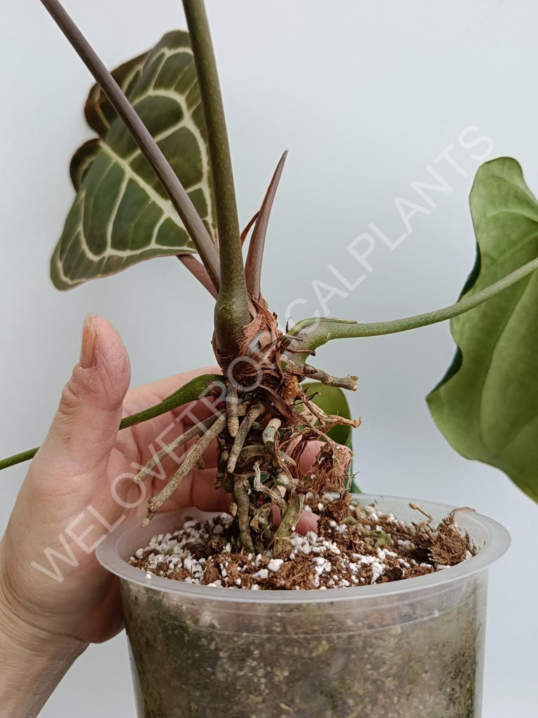 Anthurium crystallinum xxl