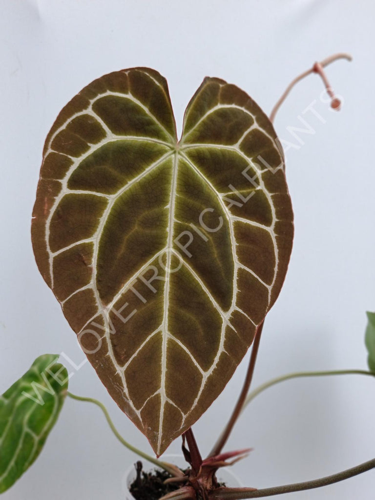 Anthurium crystallinum