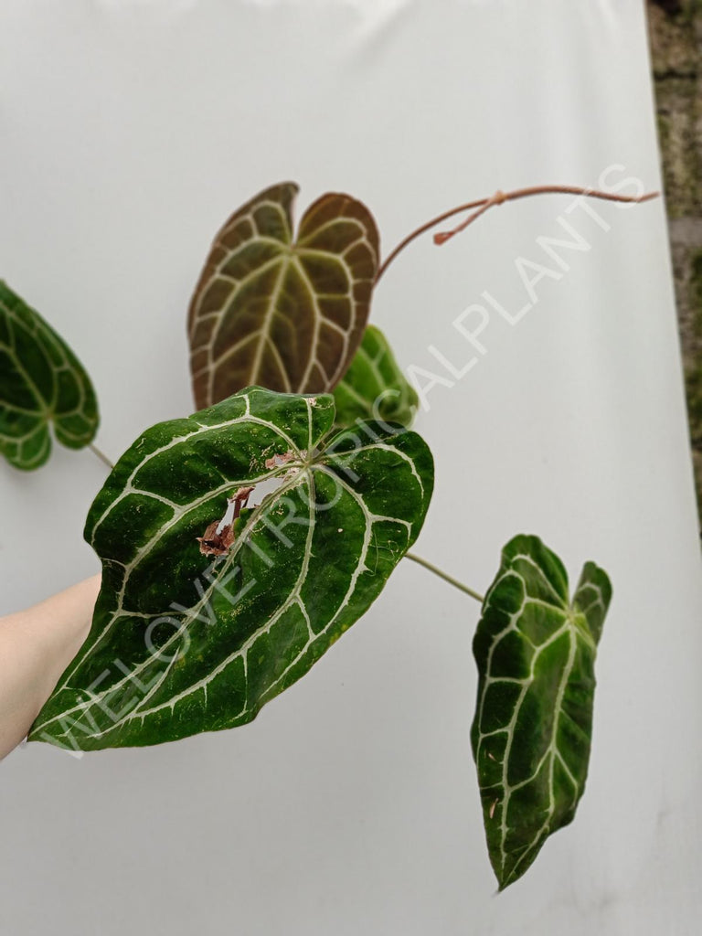 Anthurium crystallinum