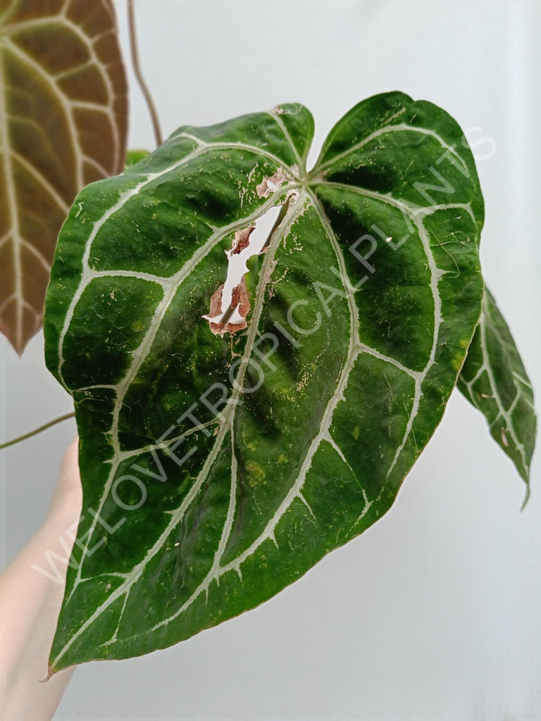 Anthurium crystallinum