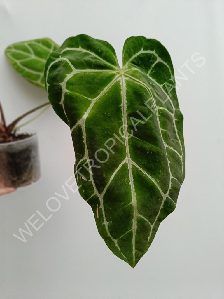 Anthurium crystallinum