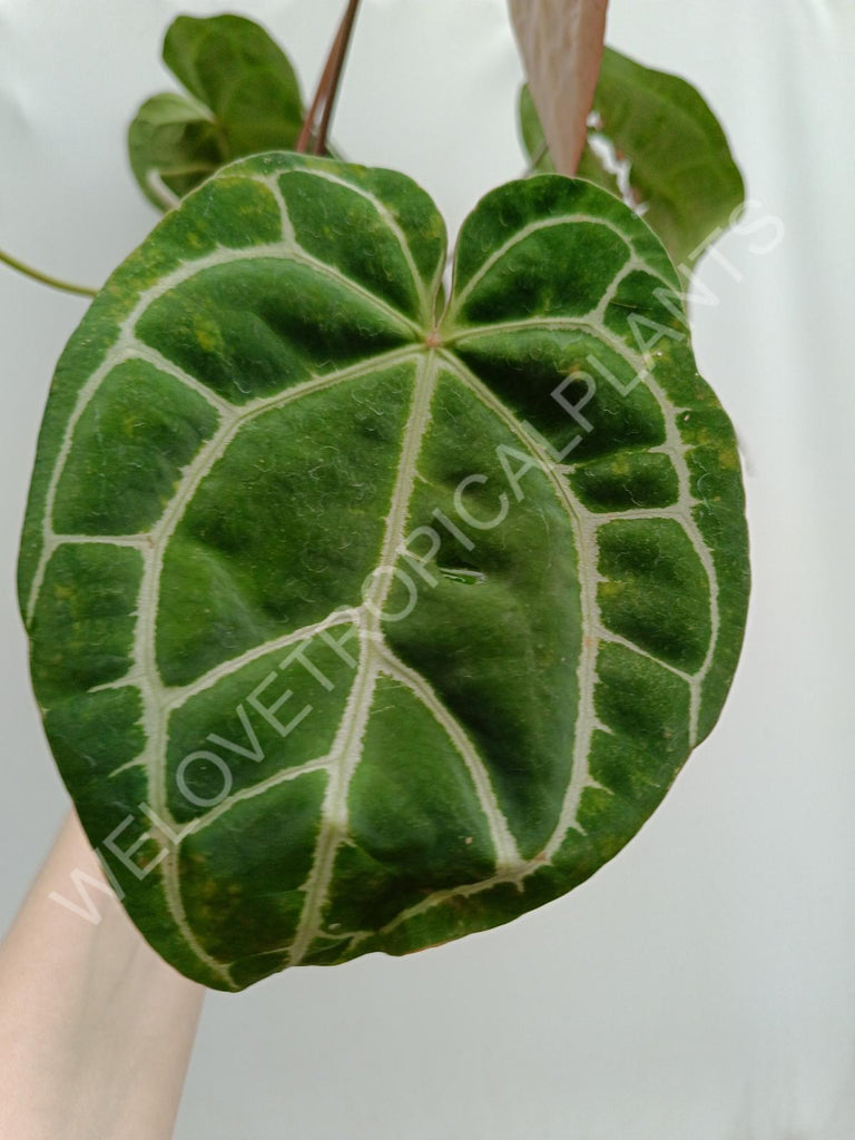 Anthurium crystallinum