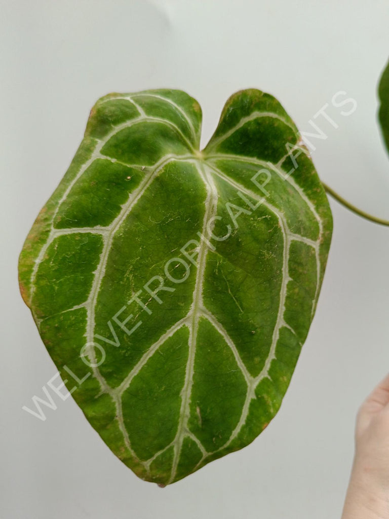 Anthurium crystallinum