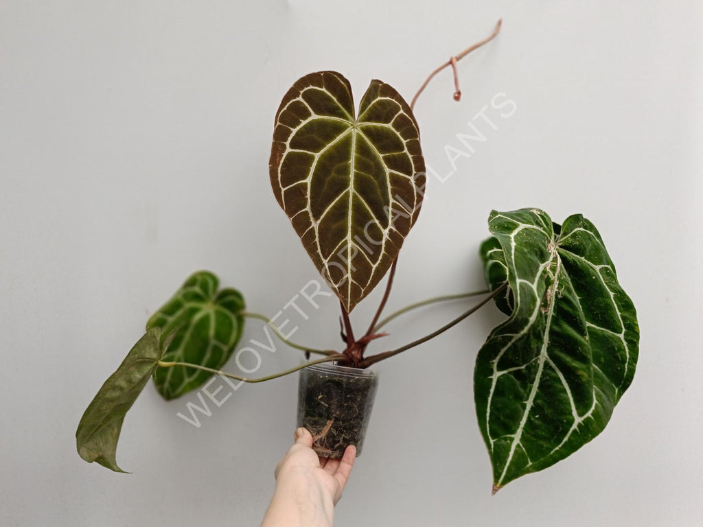 Anthurium crystallinum