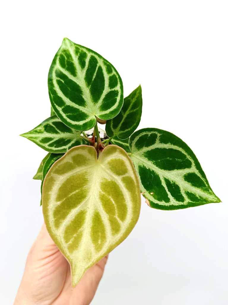 Anthurium dorayaki