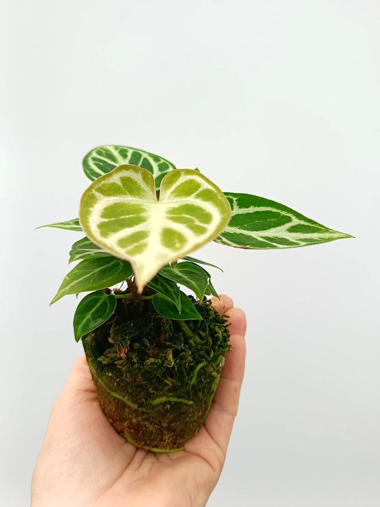 Anthurium dorayaki