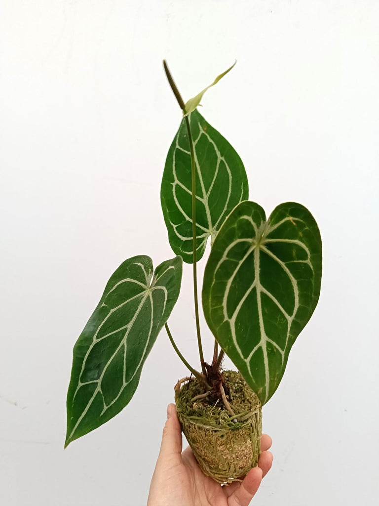 Anthurium forgetti x regale