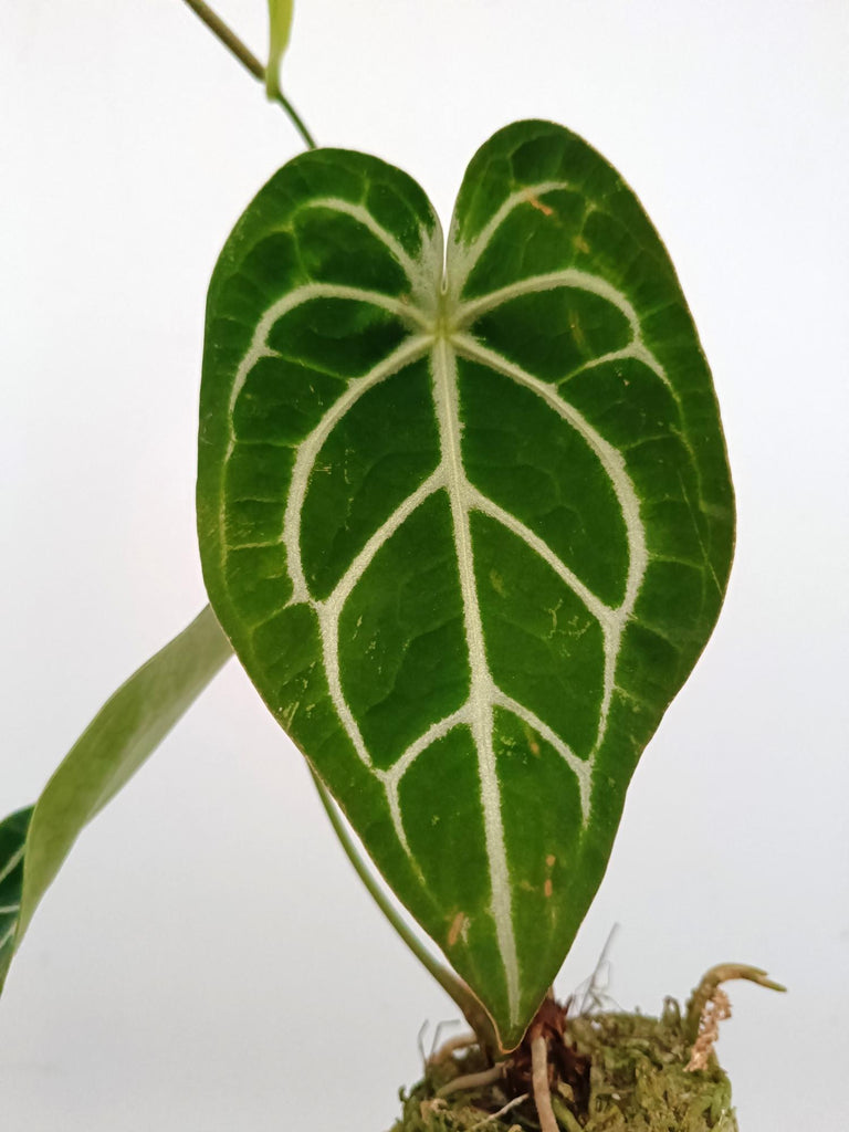 Anthurium forgetti x regale