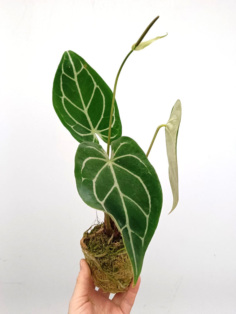 Anthurium forgetti x regale