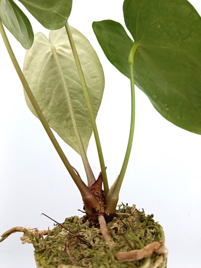 Anthurium forgetti x regale