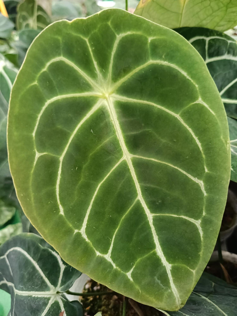 Anthurium forgetti x regale