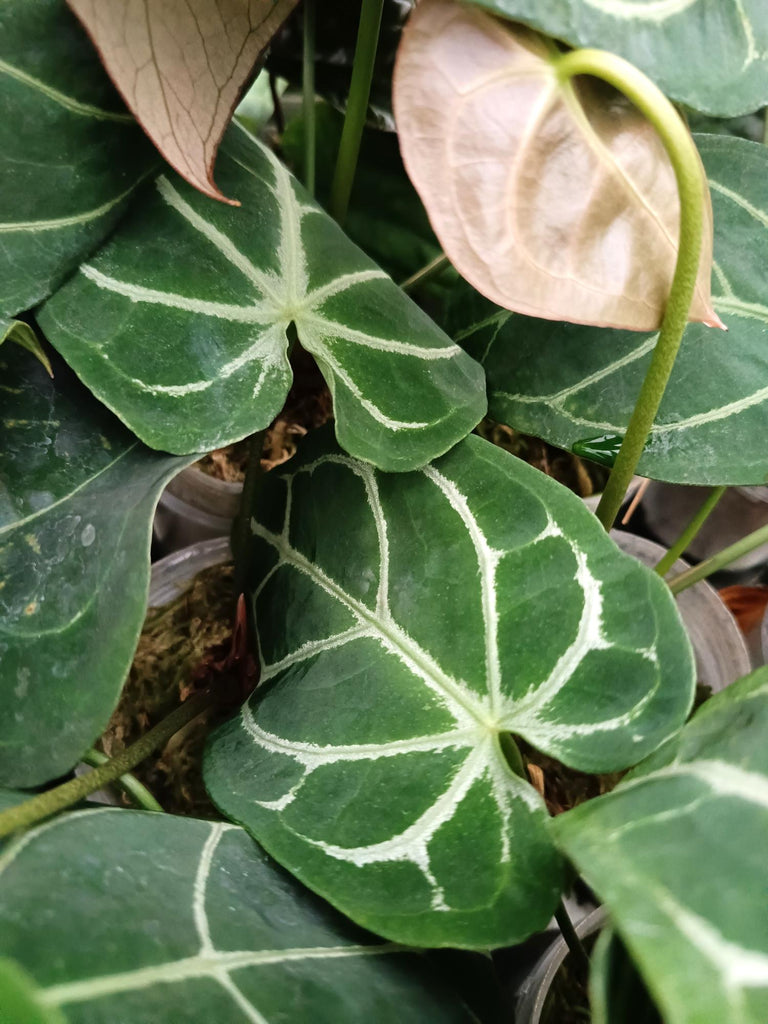 Anthurium forgetti x regale