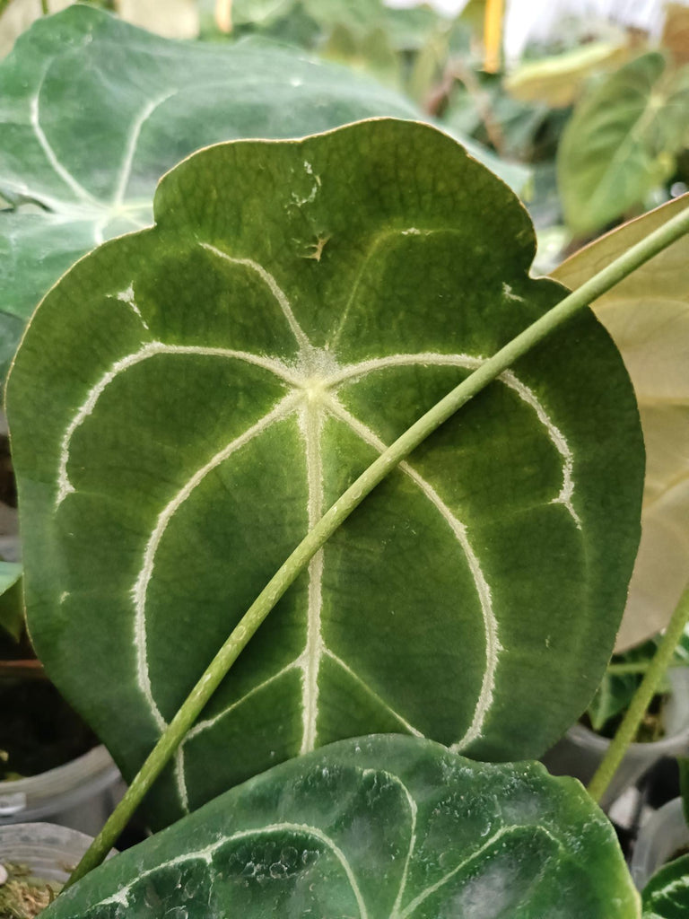 Anthurium forgetti x regale