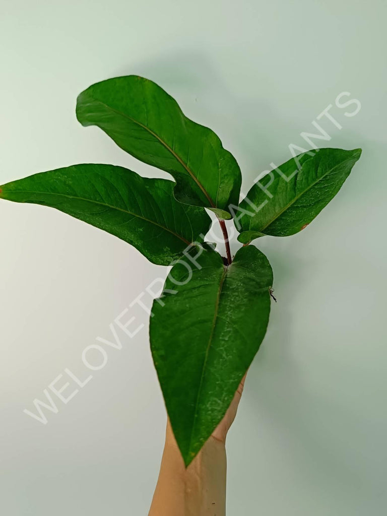 Anthurium hookeri green