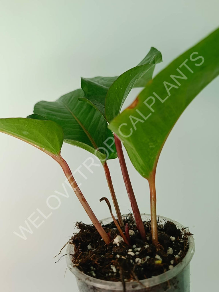 Anthurium hookeri green