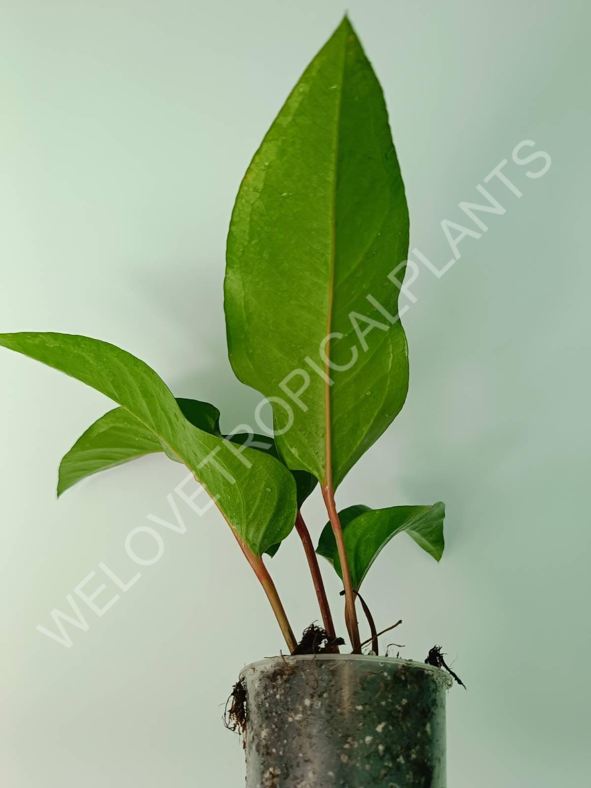 anthurium hookeri size Buy Anthurium hybrid variegata