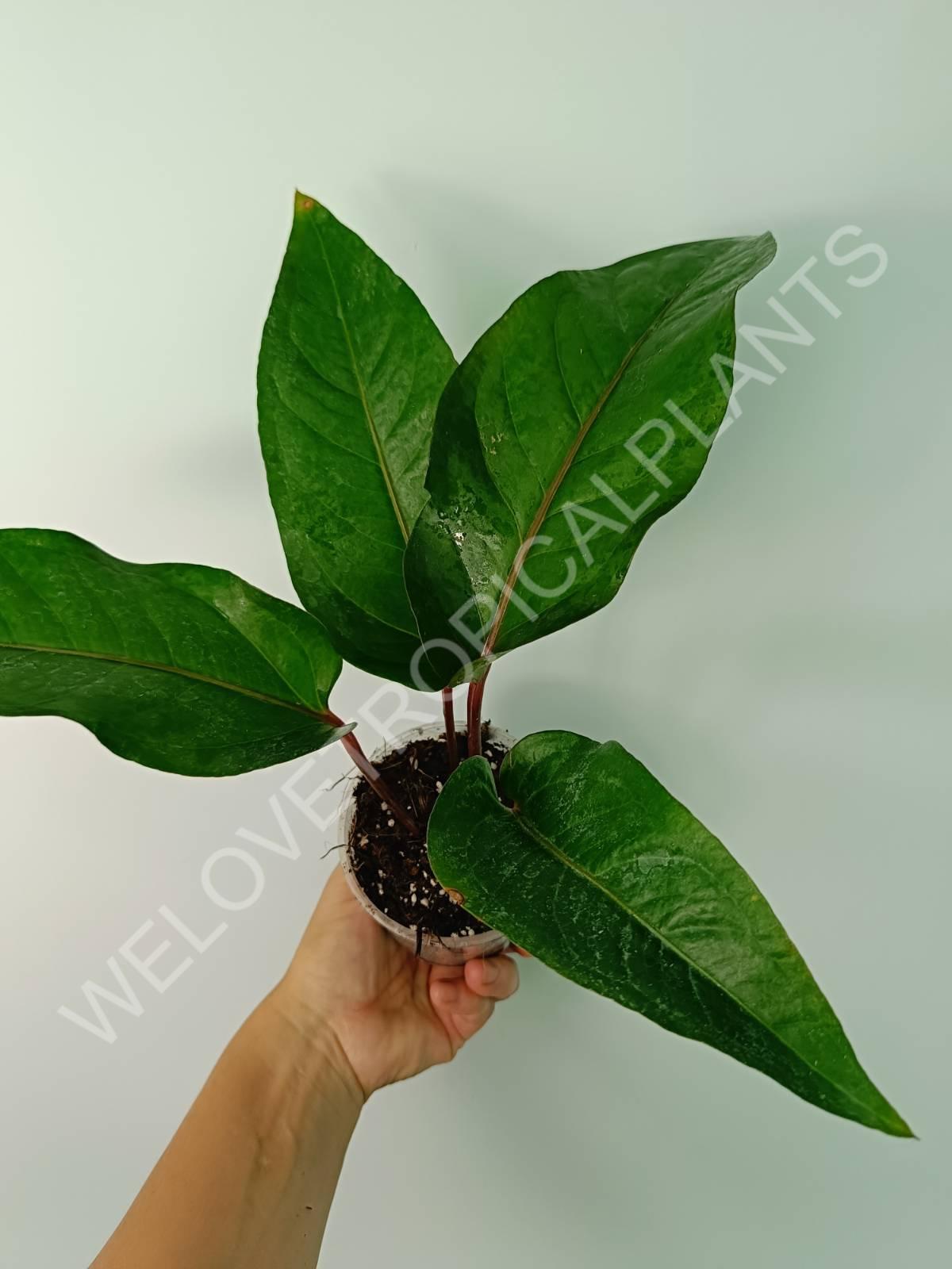 anthurium hookeri variegata Buy Anthurium hybrid variegata