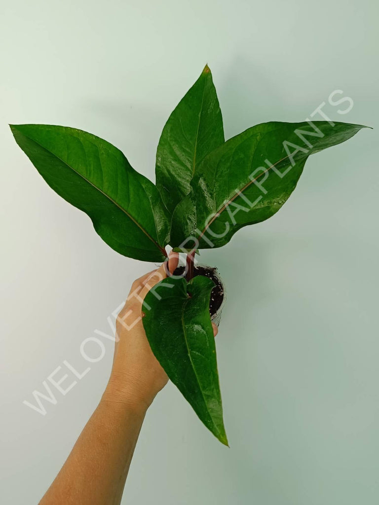 Anthurium hookeri green