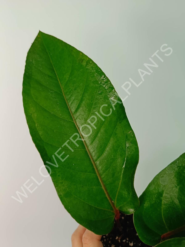 Anthurium hookeri green