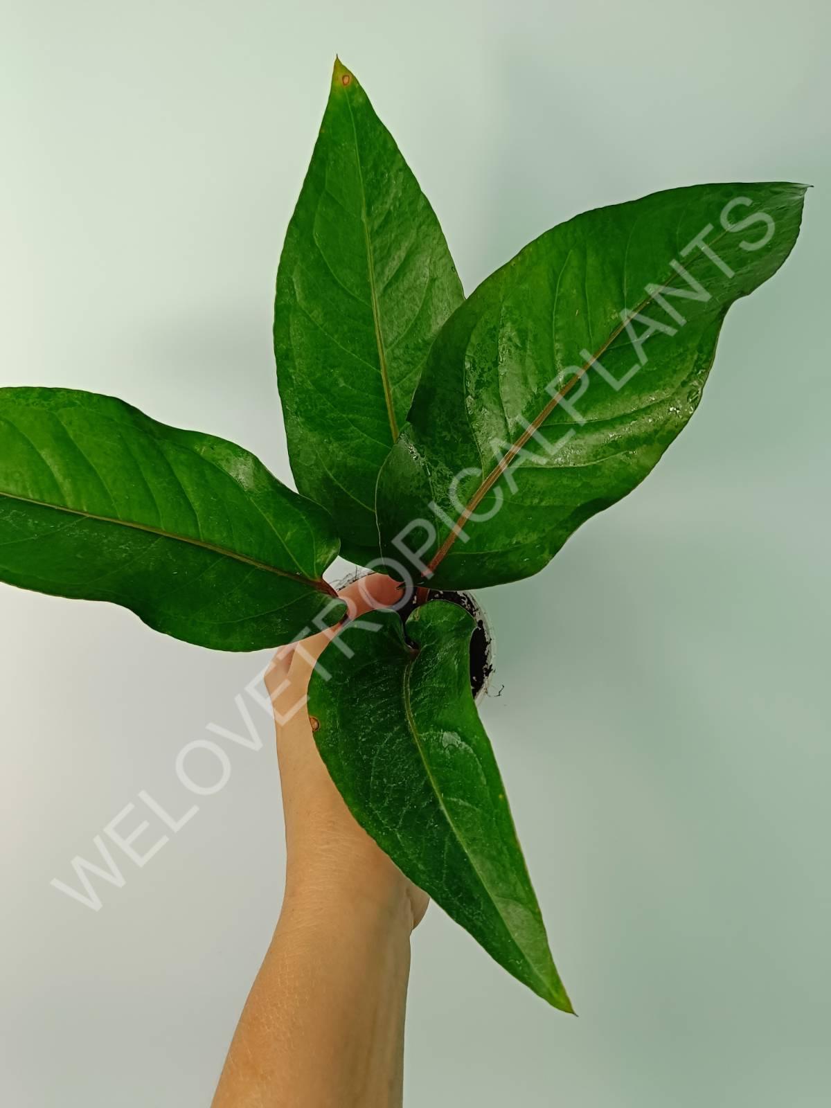 anthurium auritum Buy Anthurium hybrid variegata