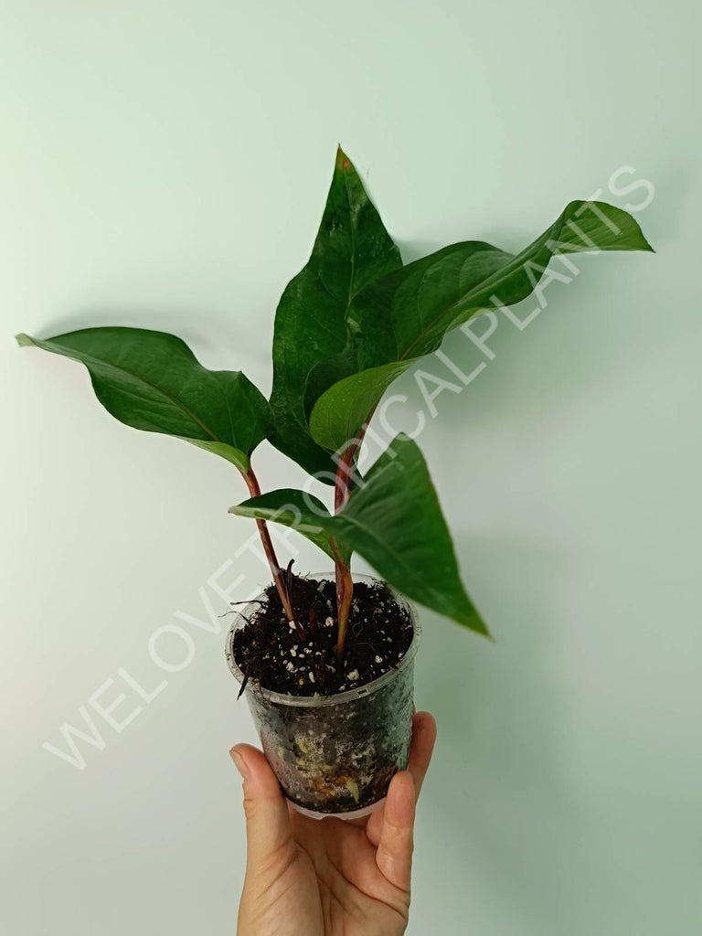 Anthurium hookeri green