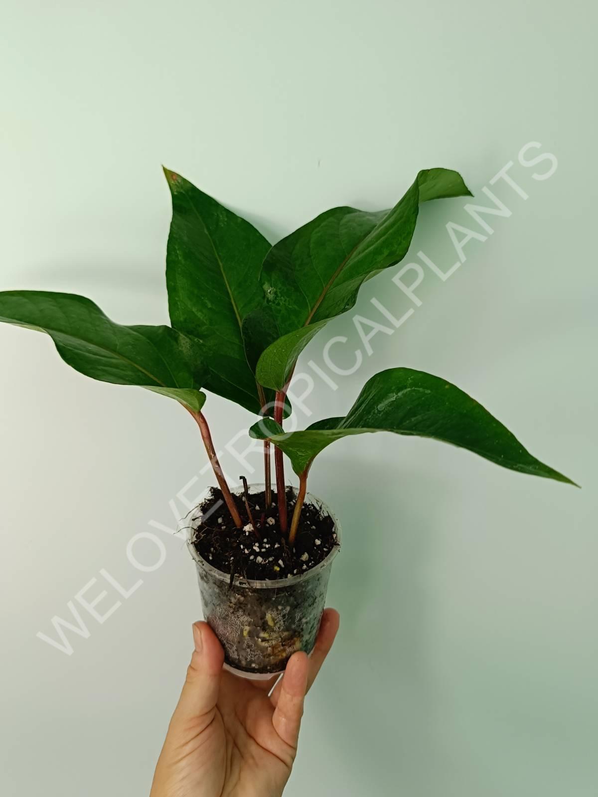 anthurium hookeri varigated Buy Anthurium hybrid variegata