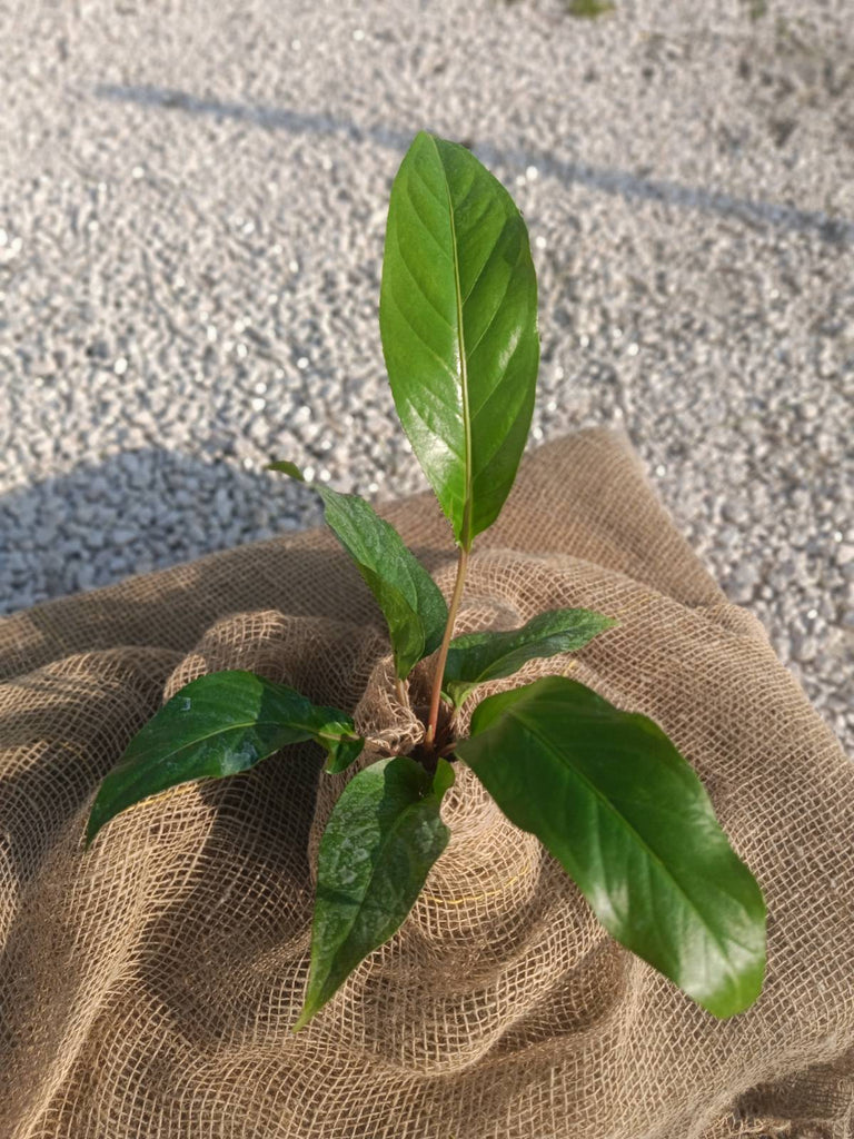 Anthurium hookeri green