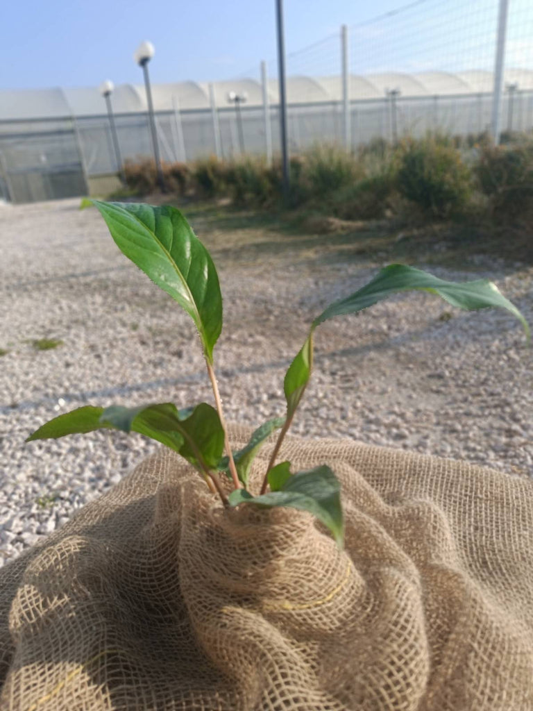 Anthurium hookeri green