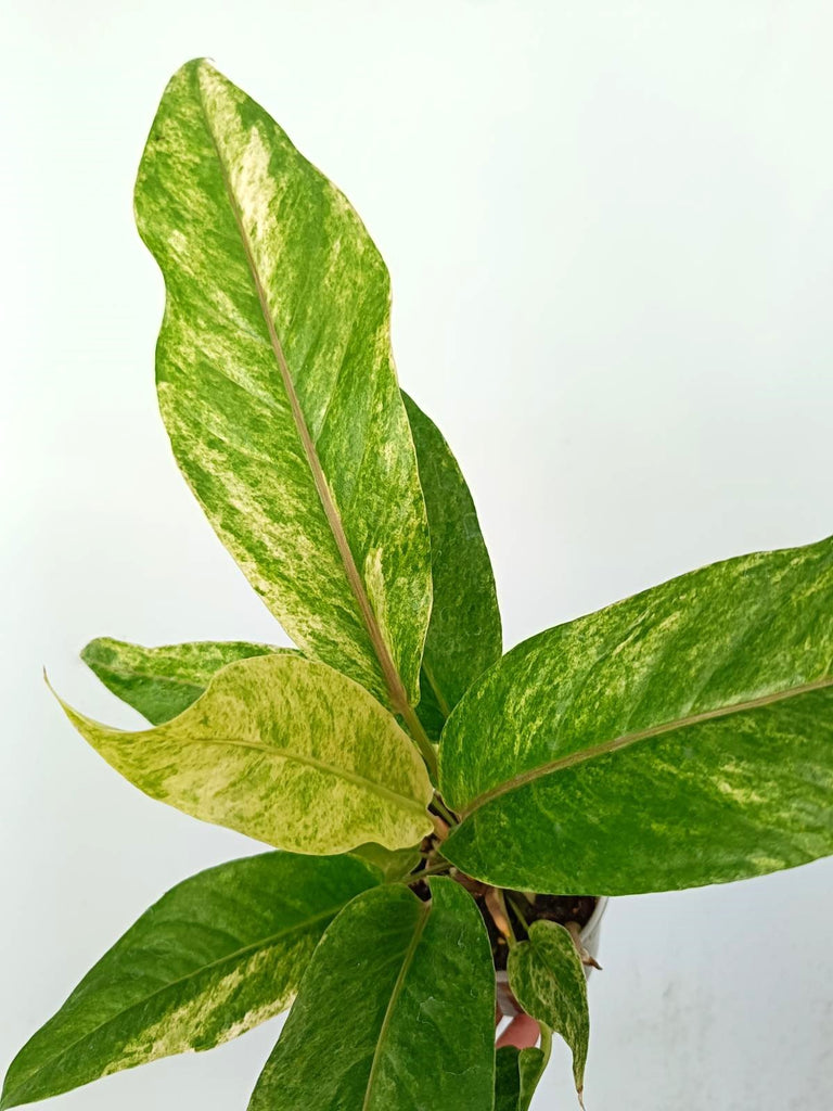 Anthurium hybrid variegata