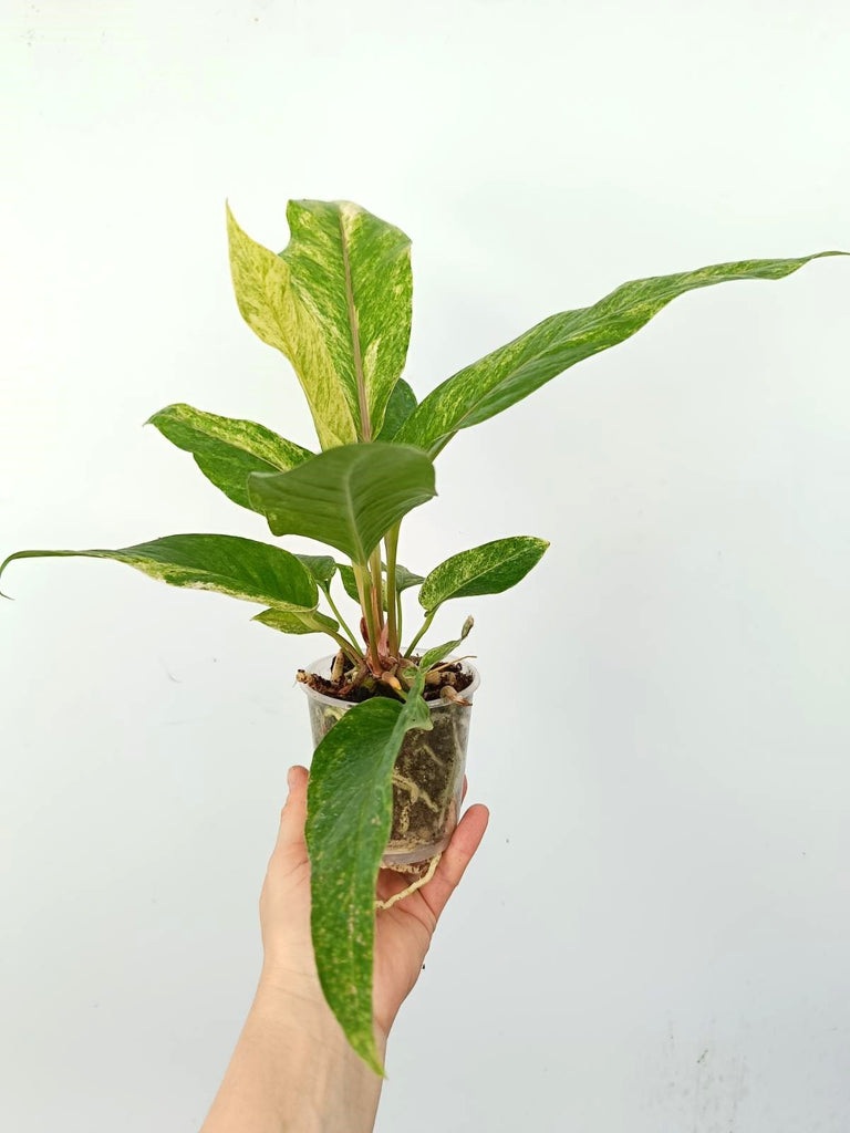 Anthurium hybrid variegata