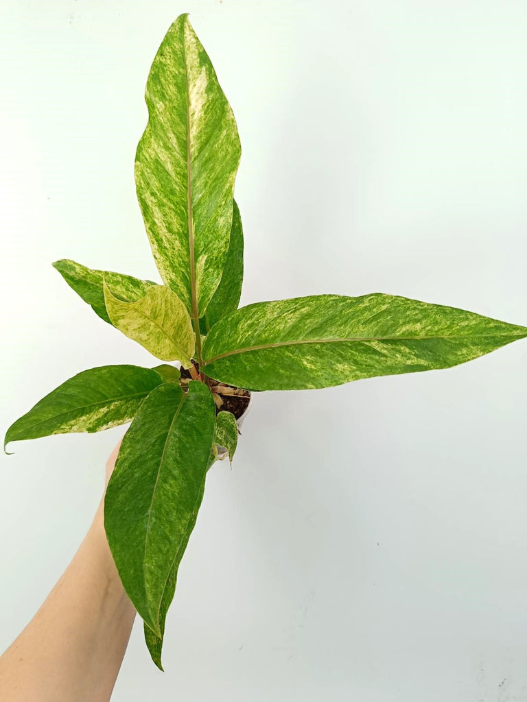 Anthurium hybrid variegata