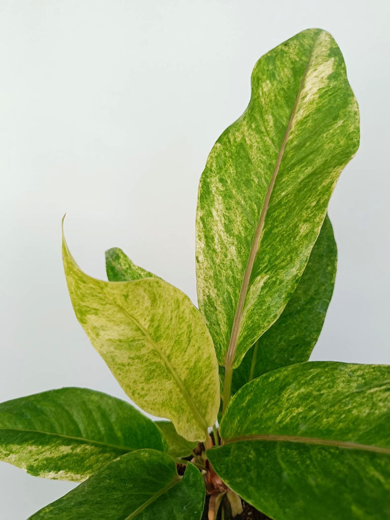 Anthurium hybrid variegata