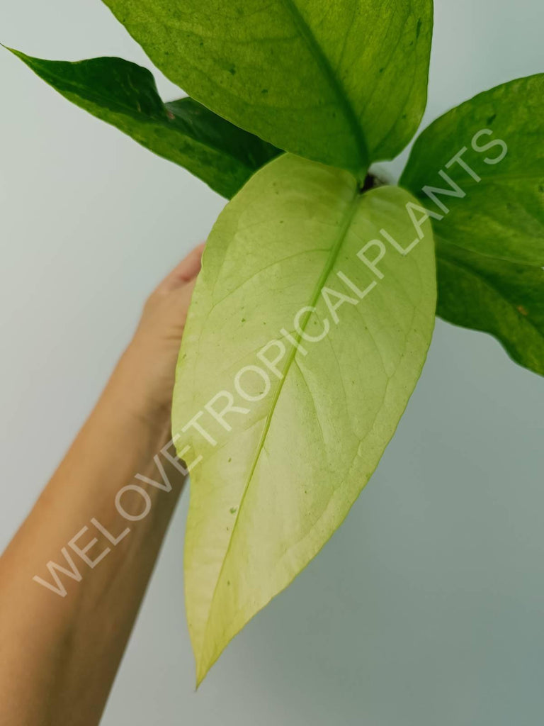 Anthurium hybrid variegata