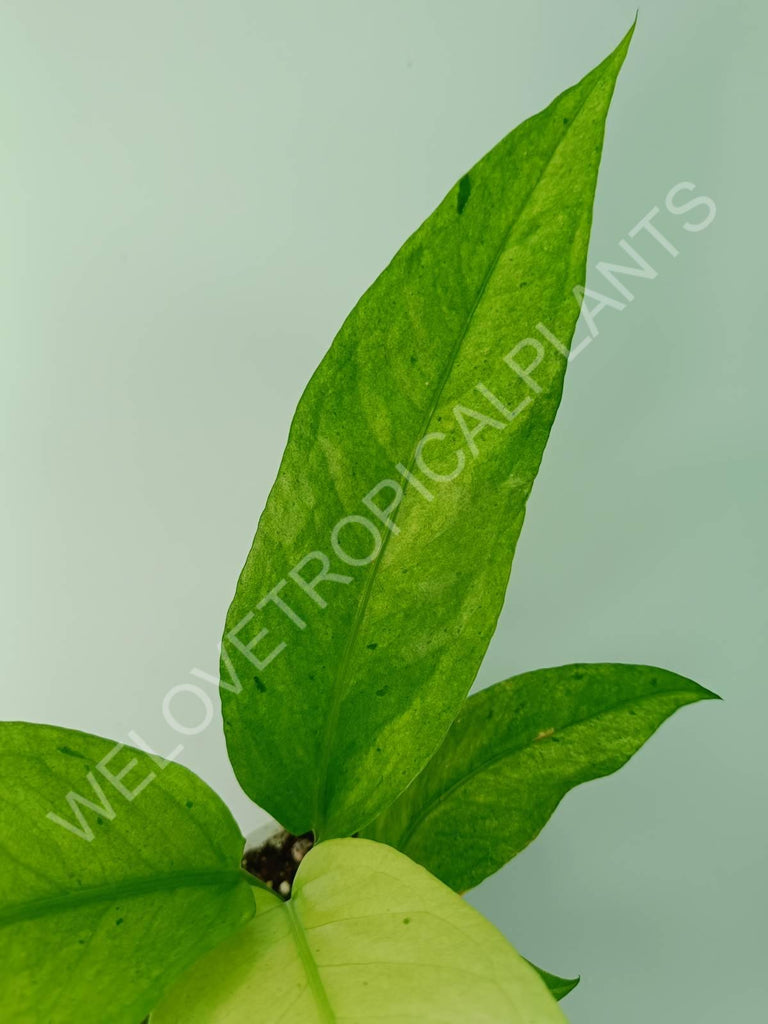 Anthurium hybrid variegata