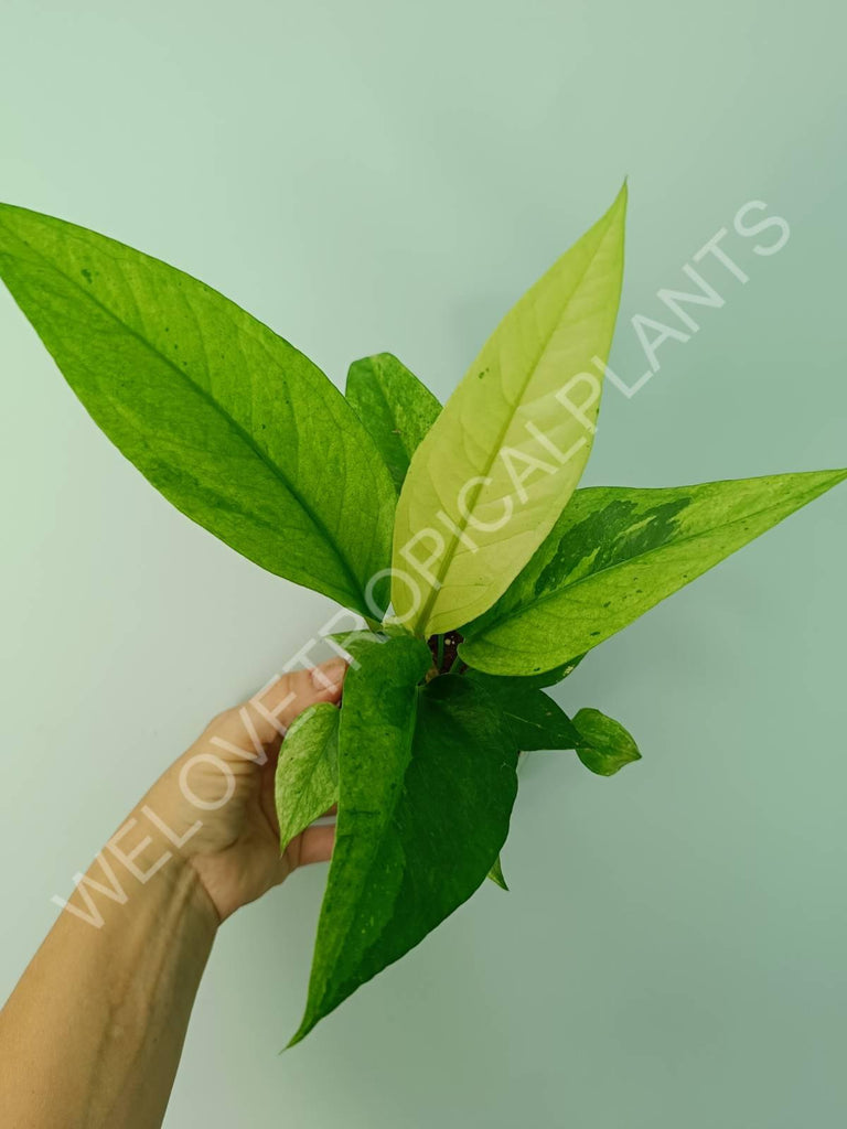 Anthurium hybrid variegata