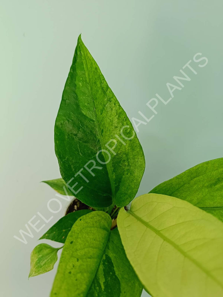 Anthurium hybrid variegata