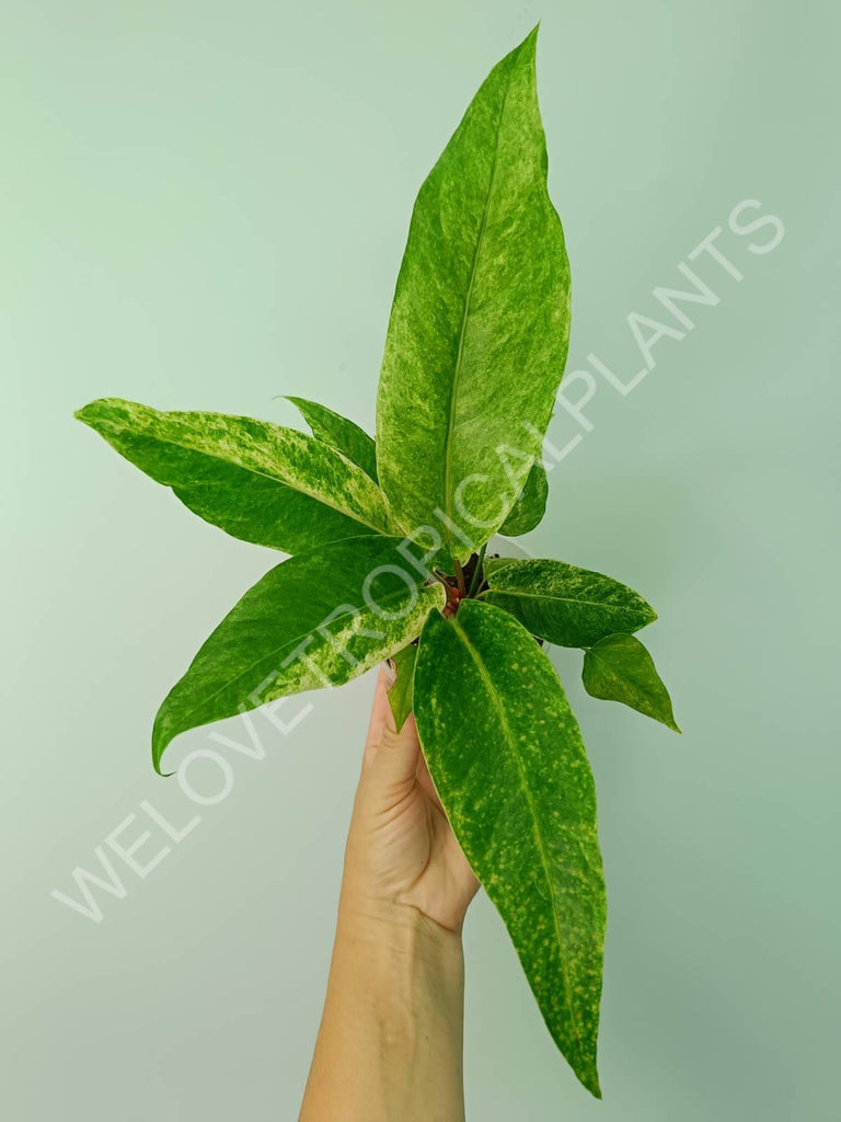 Anthurium hybrid variegata