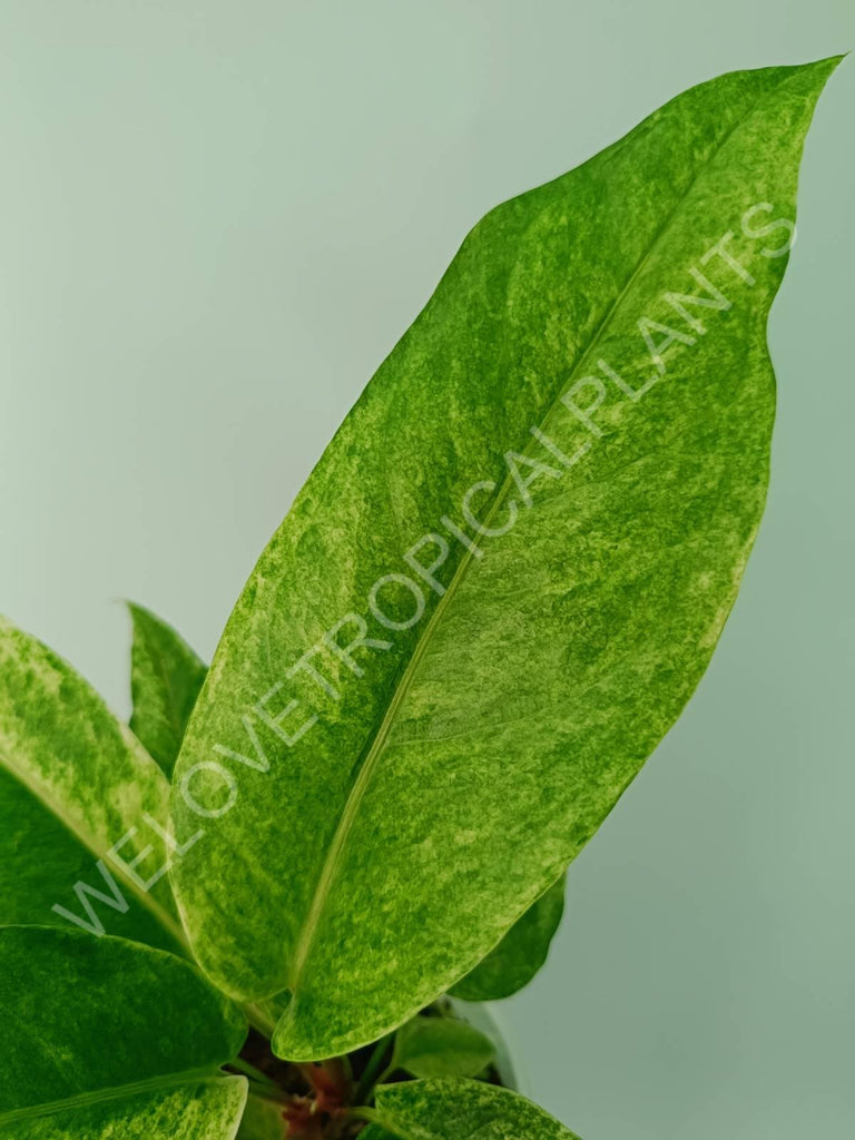 Anthurium hybrid variegata