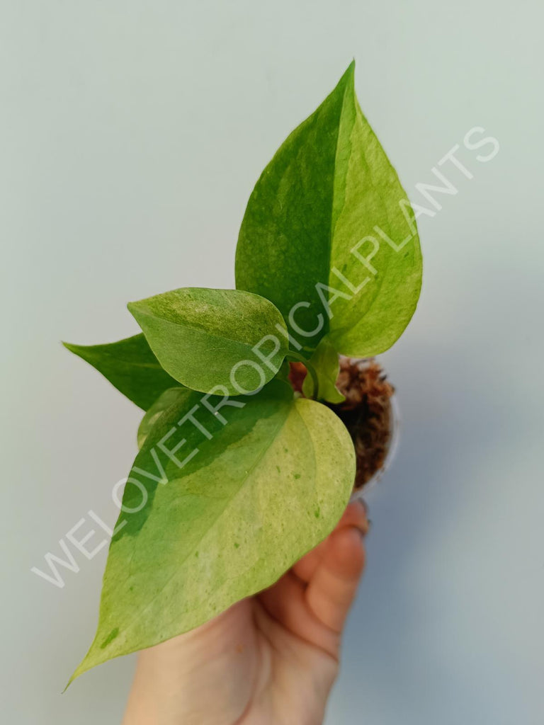 Anthurium hybrid variegata