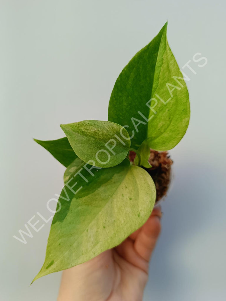 Anthurium hybrid variegata