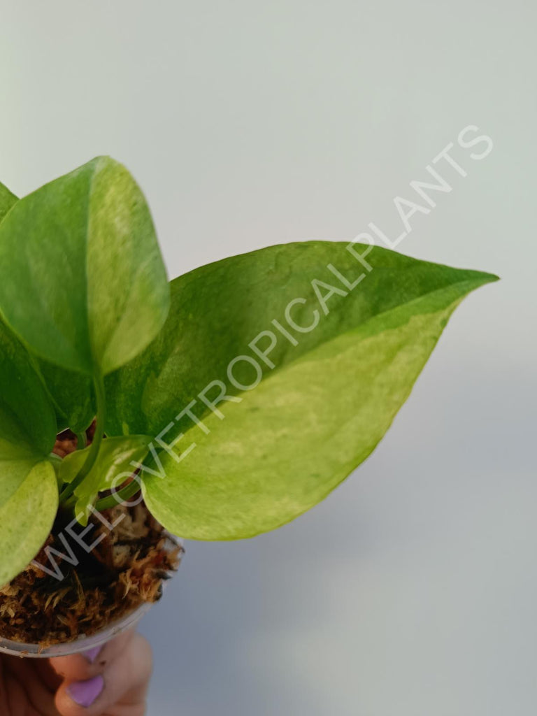 Anthurium hybrid variegata