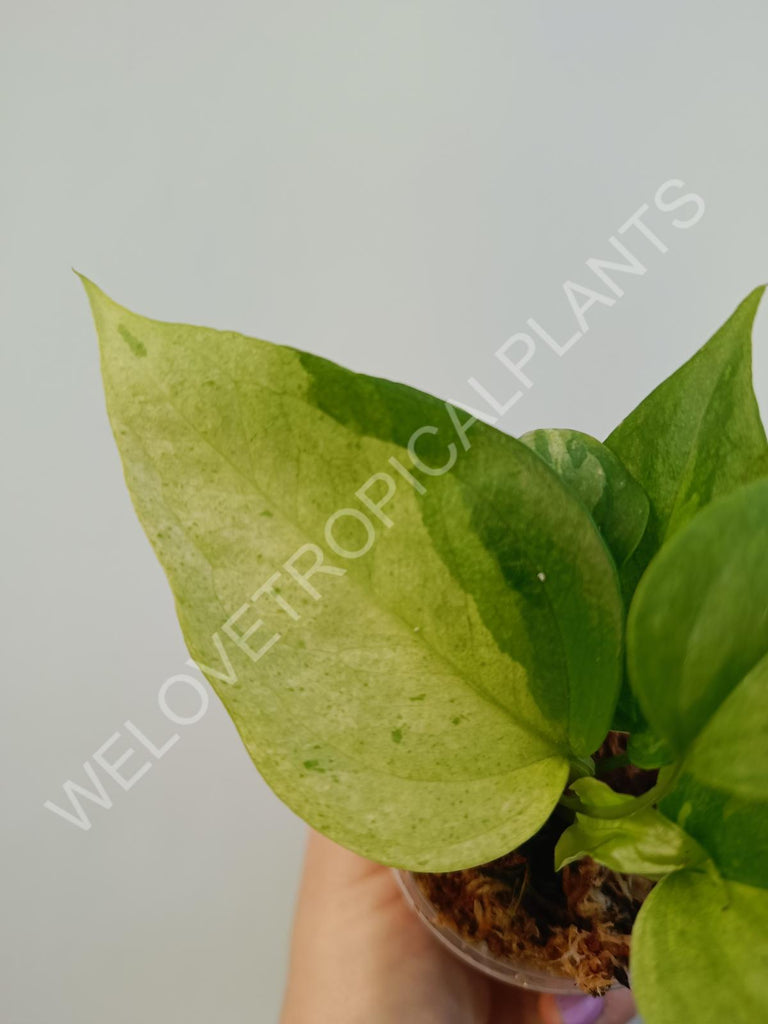 Anthurium hybrid variegata