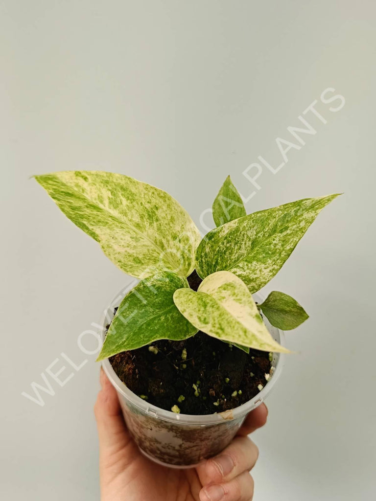 Anthurium hybrid variegata