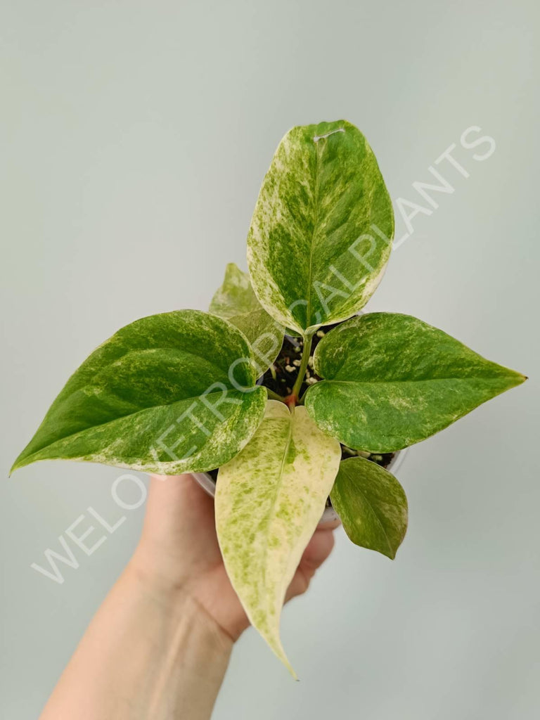 Anthurium hybrid variegata